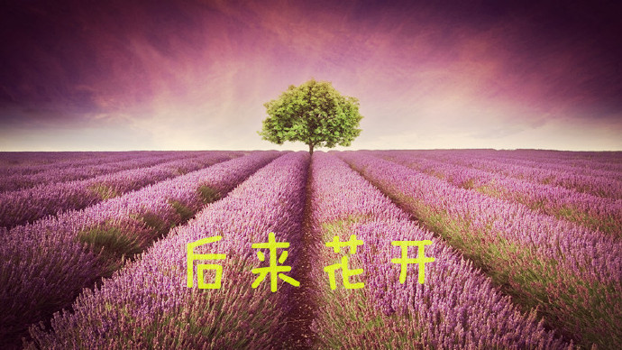 后来花开封面