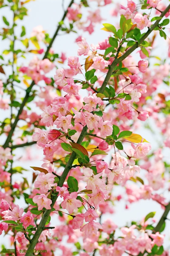 花枝上封面